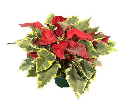 Poinsettia Tapesty